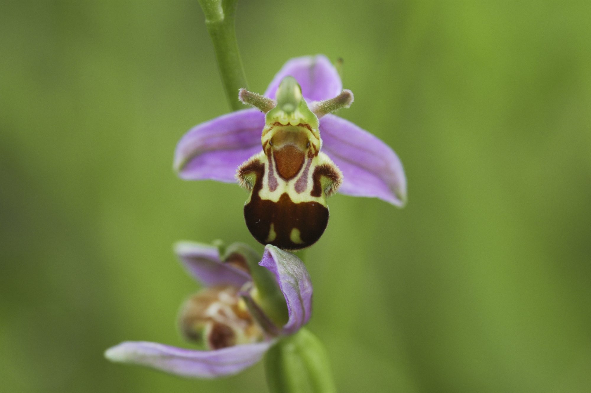 Préservation de la biodiversité